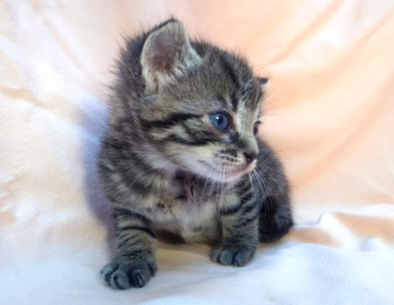 multimedia-foto63111-630-1