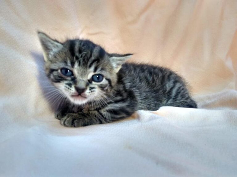 multimedia-foto63112-630-1