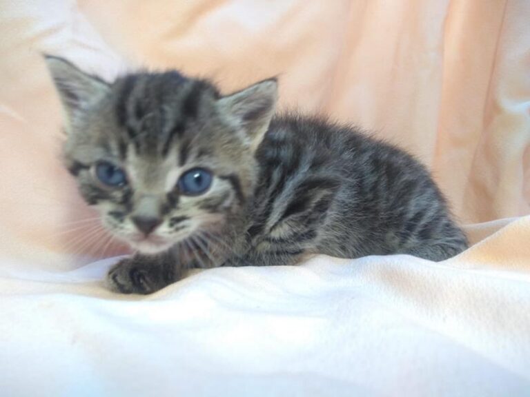 multimedia-foto63113-630-1