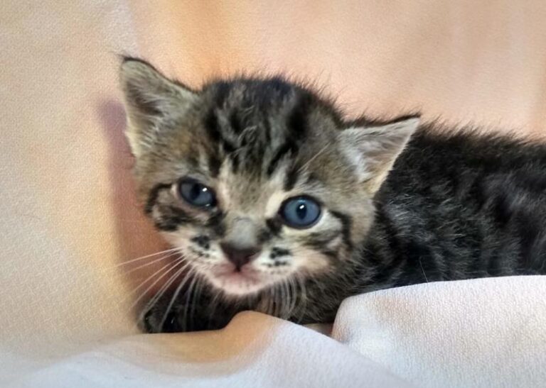 multimedia-foto63114-630-1