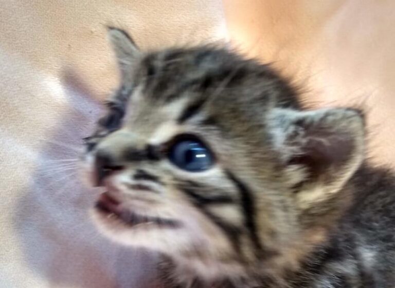 multimedia-foto63116-631-1