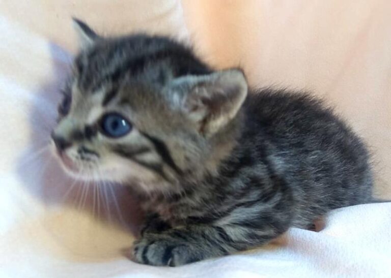 multimedia-foto63117-631-1