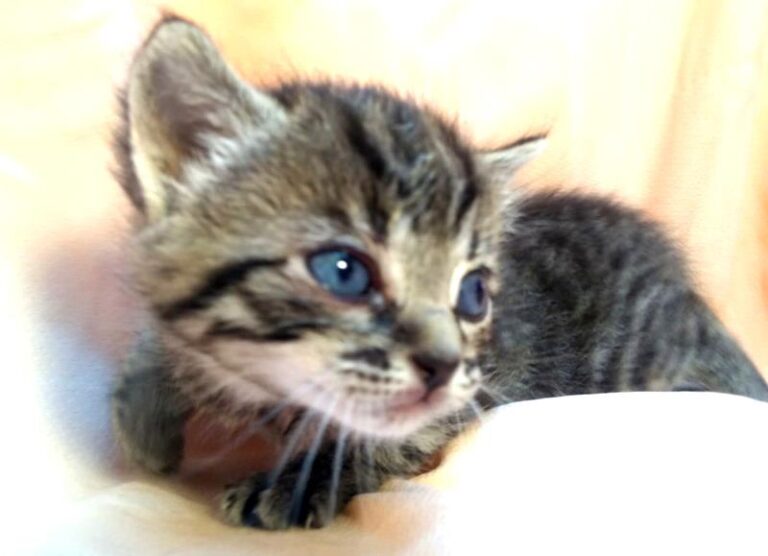 multimedia-foto63118-631-1