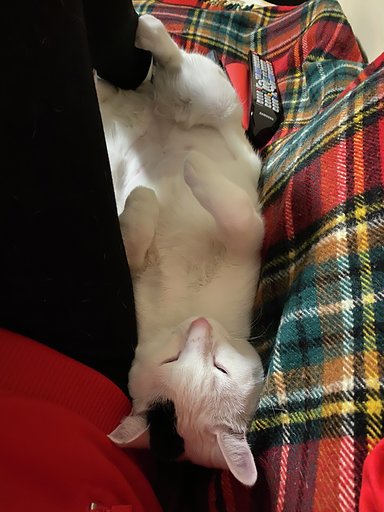 multimedia-foto63137-681-1