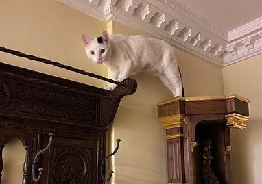 multimedia-foto63139-681-1