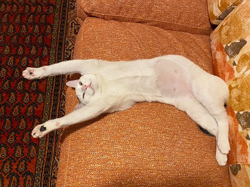 multimedia-foto63140-681-1