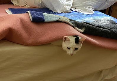 multimedia-foto63141-681-1