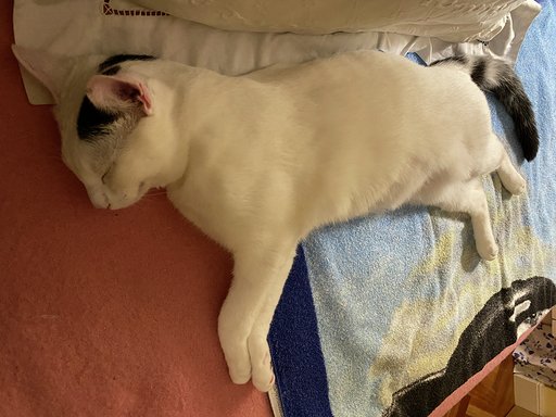 multimedia-foto63145-682-1