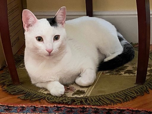 multimedia-foto63147-682-1