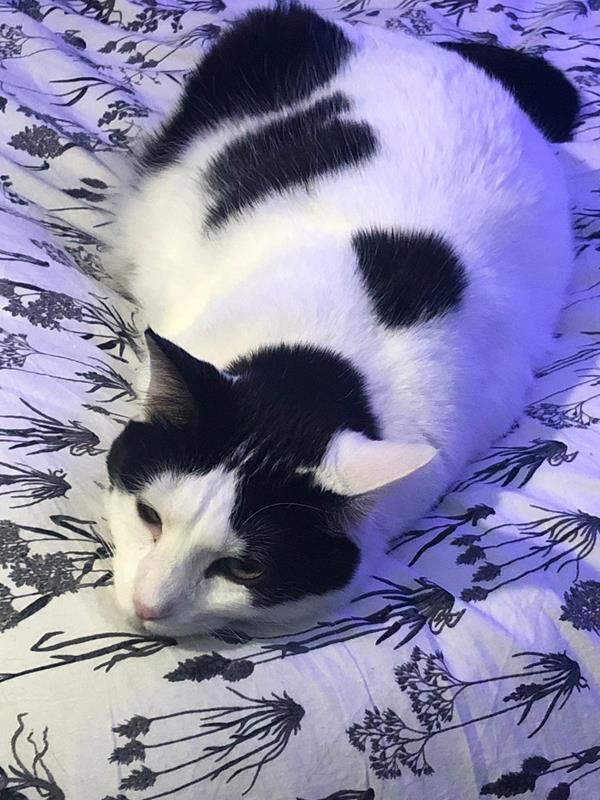 multimedia-foto63157-676-1