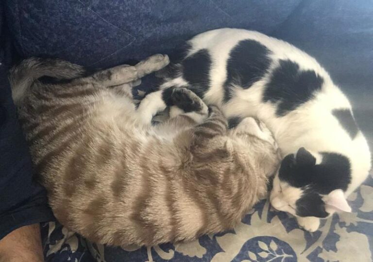 multimedia-foto63158-676-1