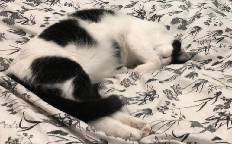 multimedia-foto63159-677-1