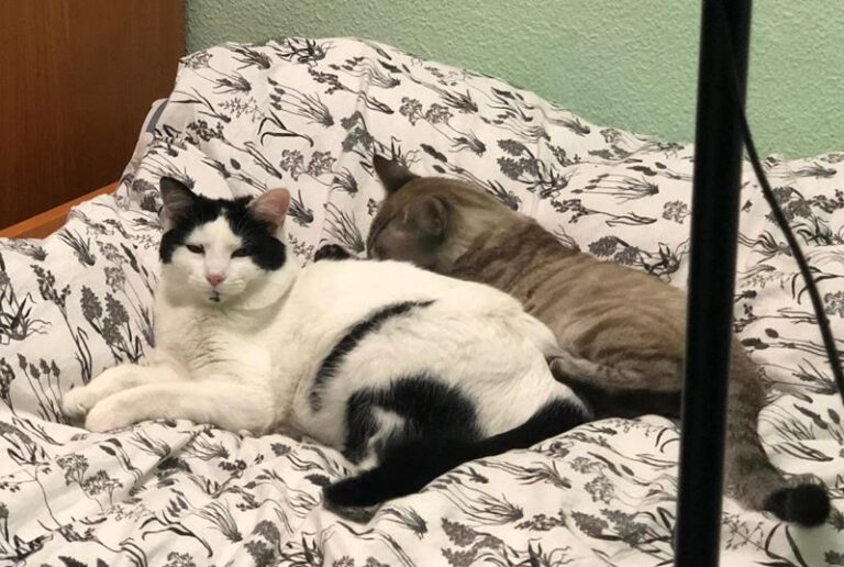 multimedia-foto63160-677-1