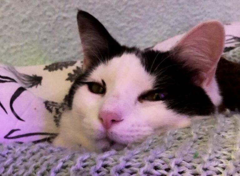 multimedia-foto63161-677-1