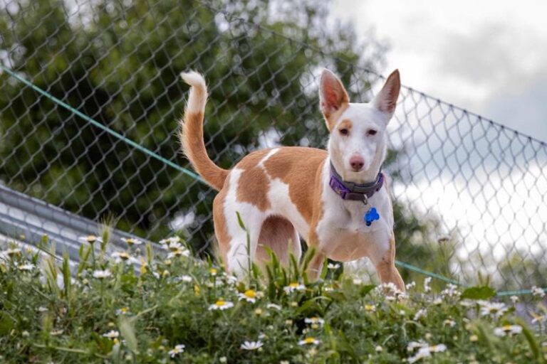 multimedia-foto63166-602-1