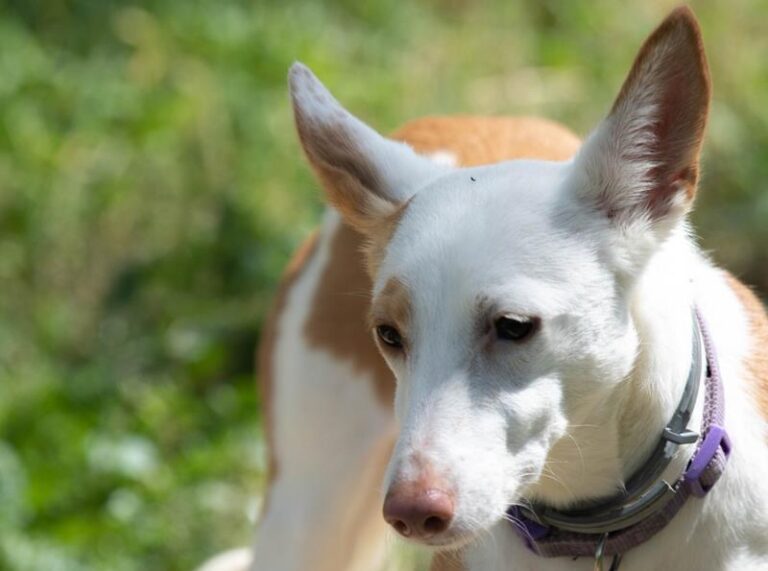 multimedia-foto63169-602-1