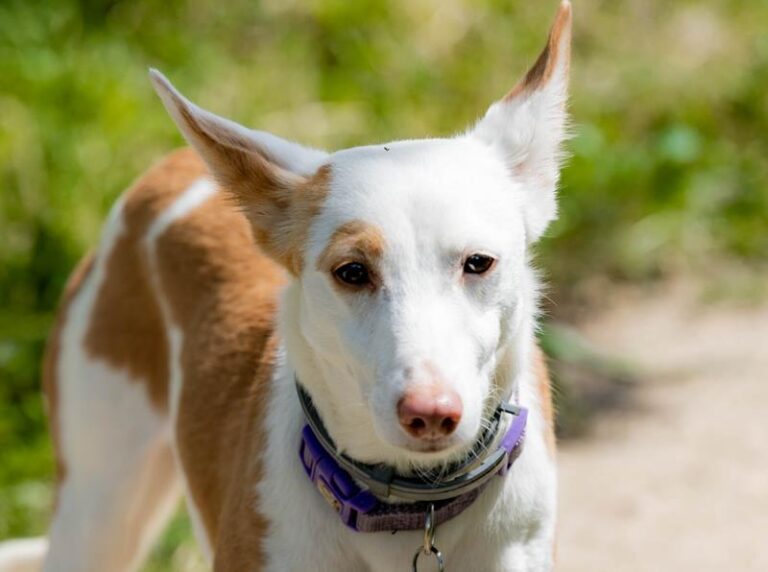 multimedia-foto63170-602-1