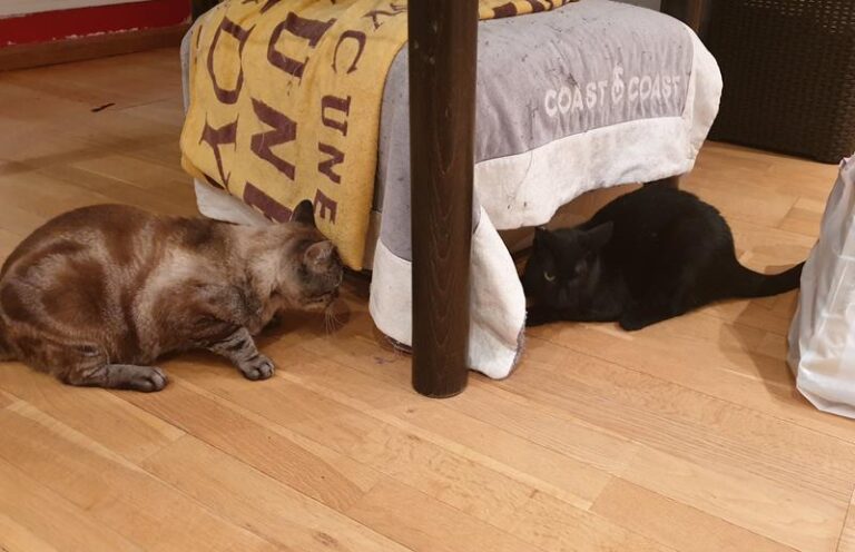 multimedia-foto63250-159-1