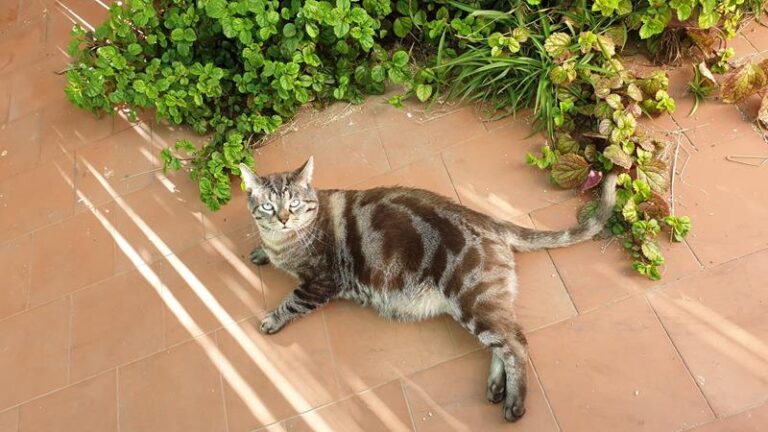 multimedia-foto63257-161-1