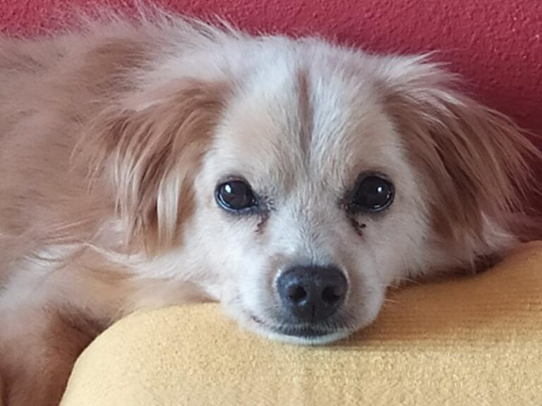 multimedia-foto63285-659-1