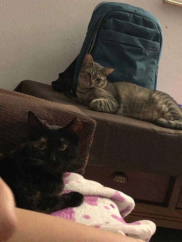 multimedia-foto63294-916-1