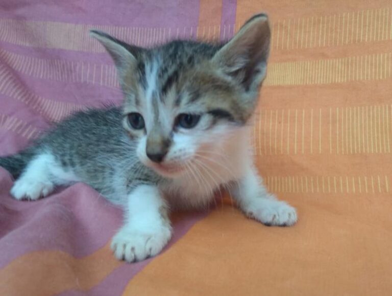 multimedia-foto63315-192-1