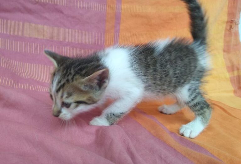 multimedia-foto63316-192-1