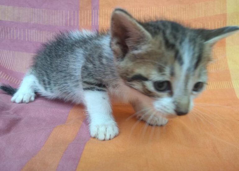 multimedia-foto63317-193-1