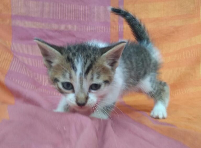 multimedia-foto63318-193-1