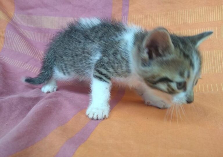 multimedia-foto63319-193-1