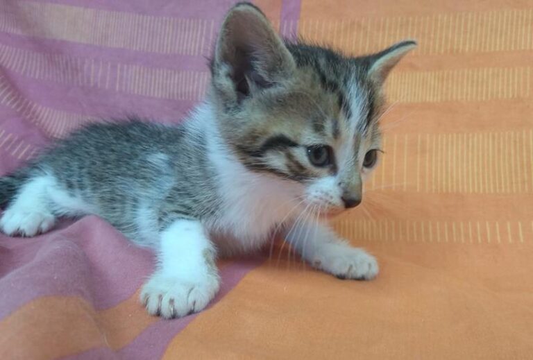 multimedia-foto63320-193-1