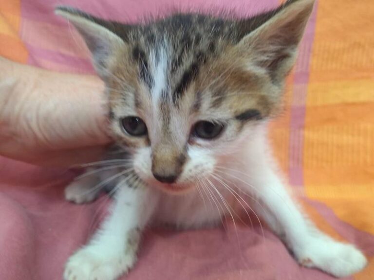 multimedia-foto63321-193-1