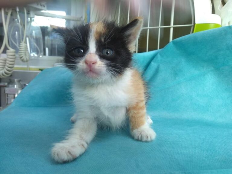 multimedia-foto63392-846-1