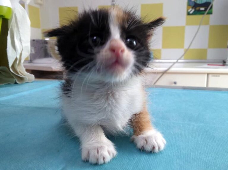 multimedia-foto63394-846-1