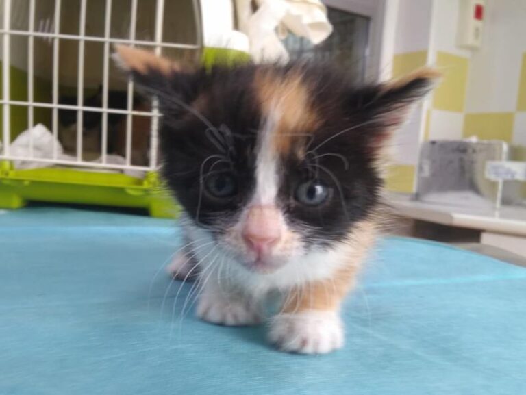 multimedia-foto63395-846-1