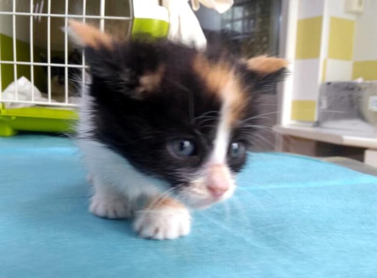 multimedia-foto63396-847-1