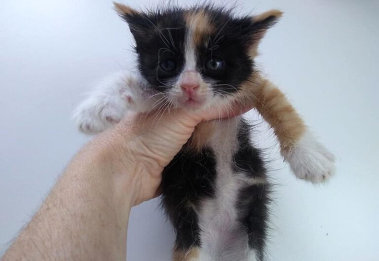 multimedia-foto63397-847-1