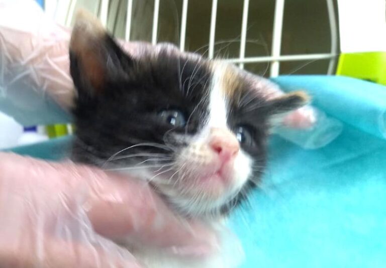 multimedia-foto63398-847-1