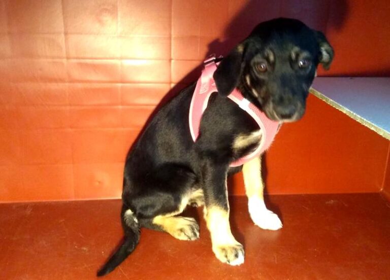 multimedia-foto63449-230-1