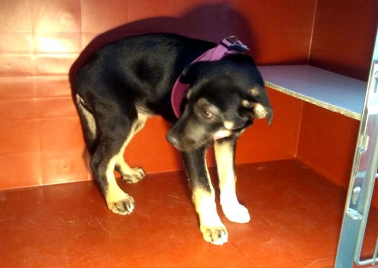 multimedia-foto63450-230-1