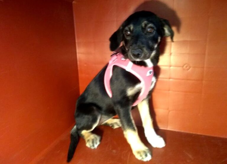 multimedia-foto63452-230-1