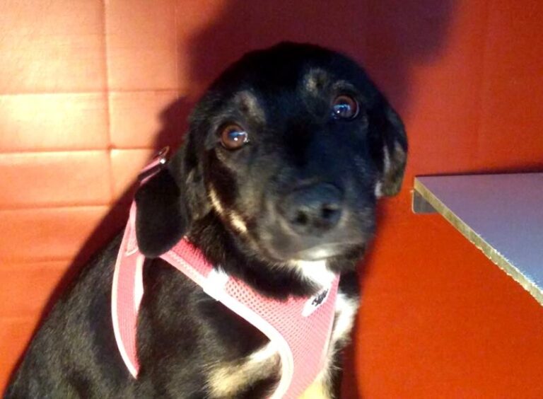 multimedia-foto63453-230-1