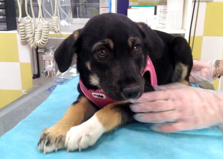 multimedia-foto63456-231-1