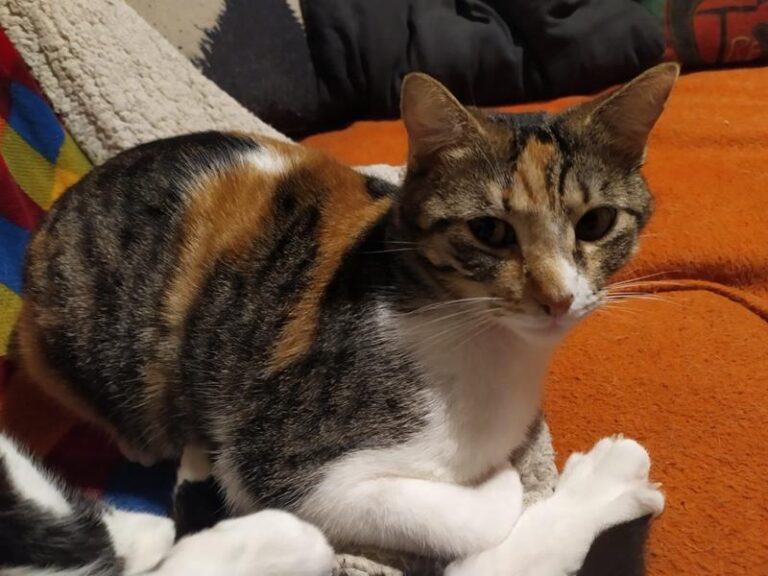 multimedia-foto63465-269-1