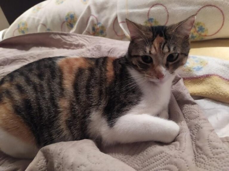 multimedia-foto63467-270-1