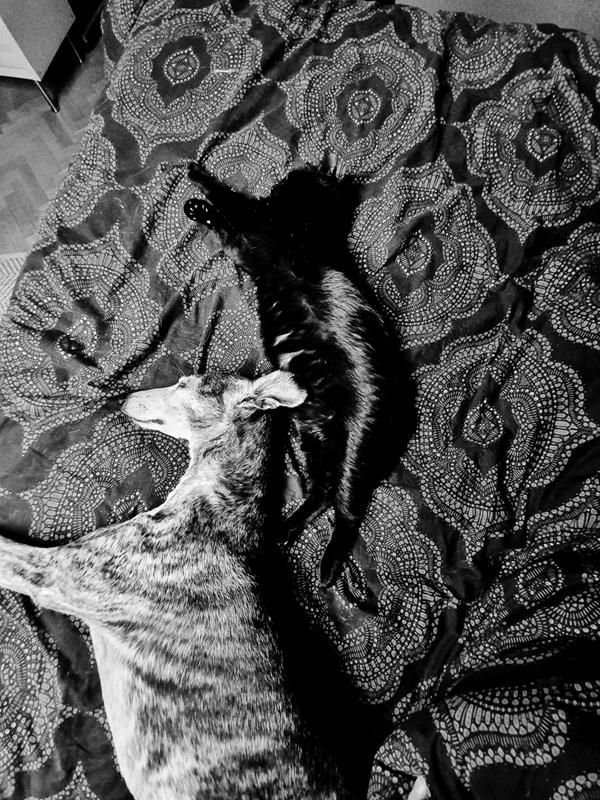 multimedia-foto63477-661-1