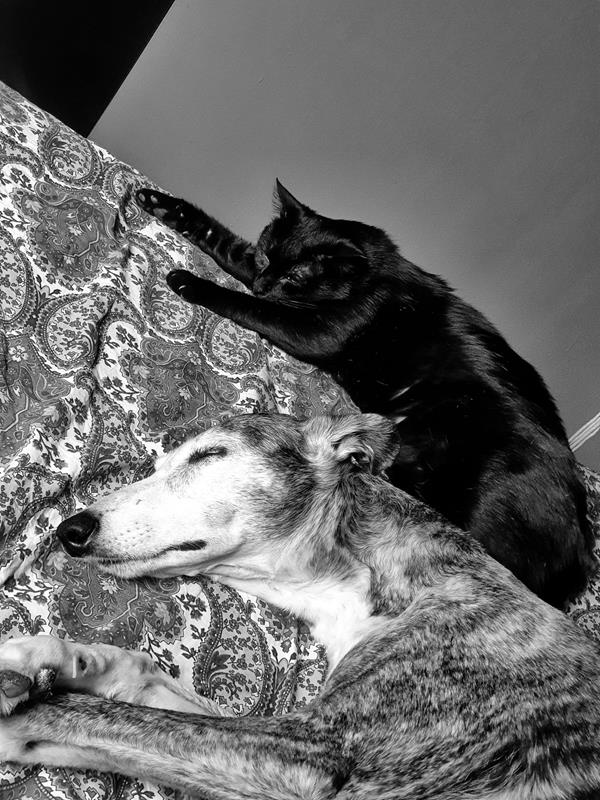 multimedia-foto63478-661-1