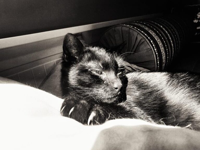 multimedia-foto63479-661-1