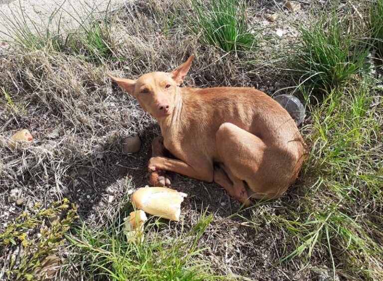 multimedia-foto63516-332-1