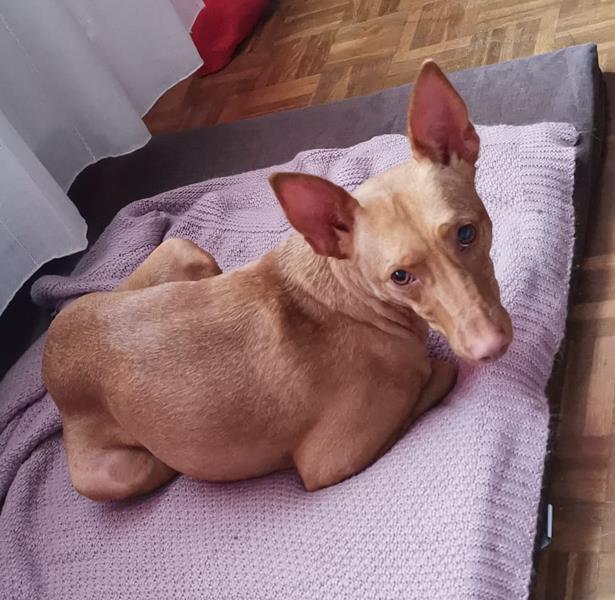 multimedia-foto63521-368-1